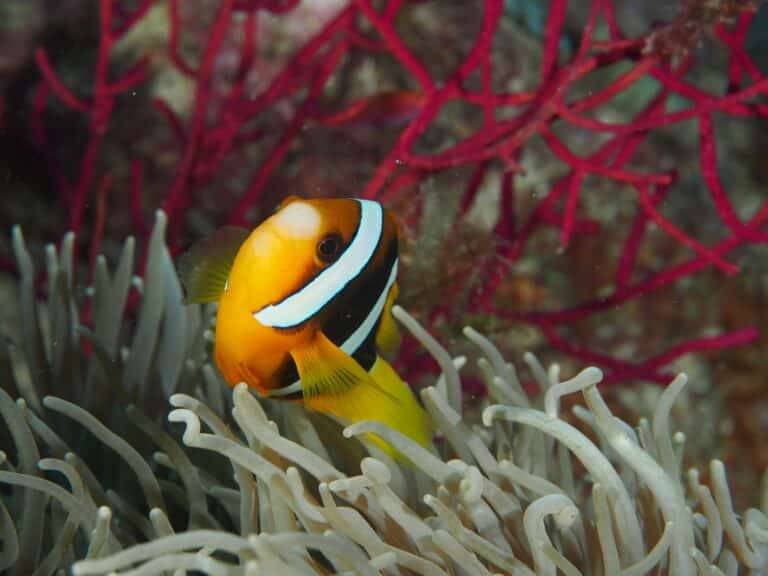 Lissenung Island Resort