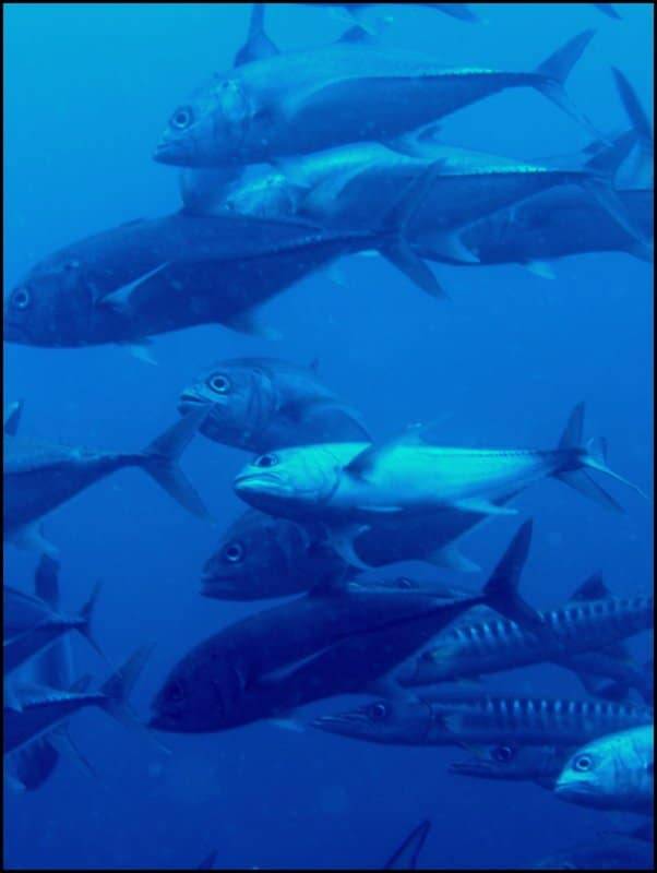 Walindi Plantation Resort