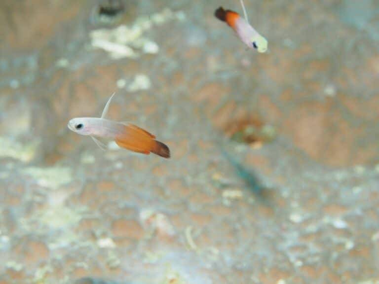 Walindi Plantation Resort