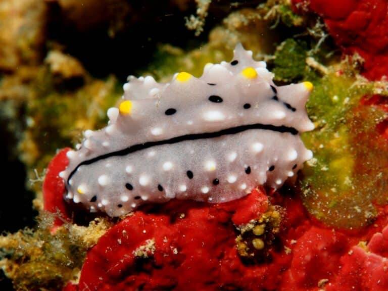 Walindi Plantation Resort