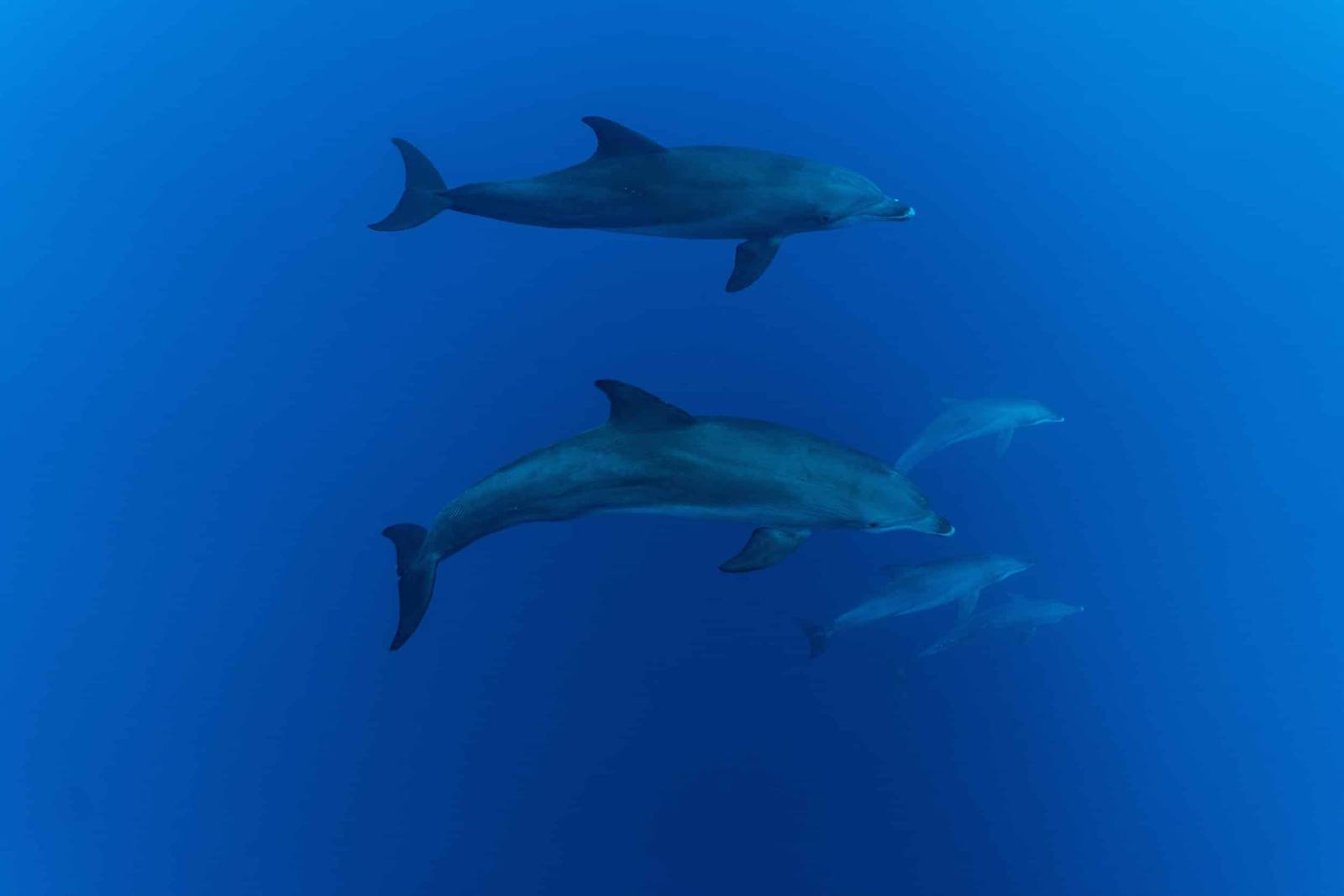 Scuba Diving in Truk Lagoon on the MV Odyssey