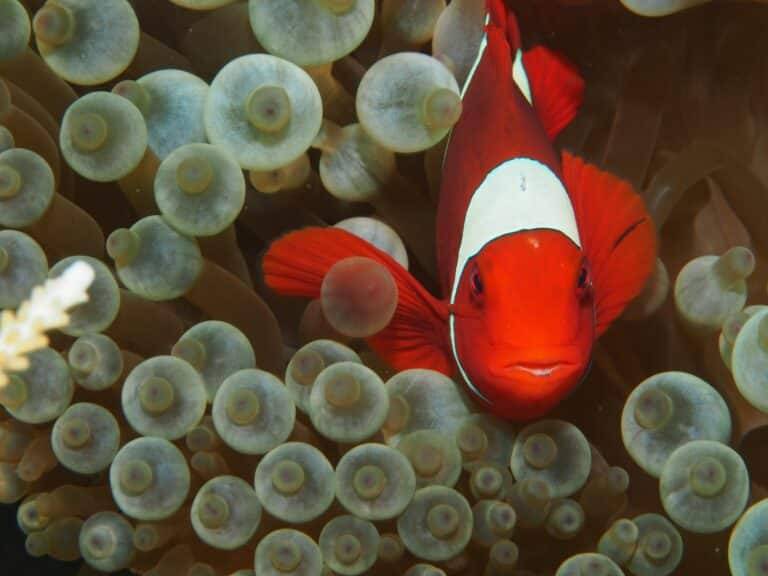 Walindi Plantation Resort