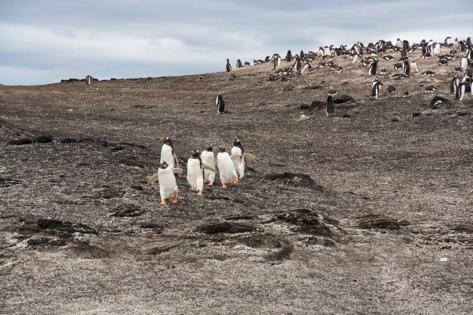South Georgia & Falkland Islands