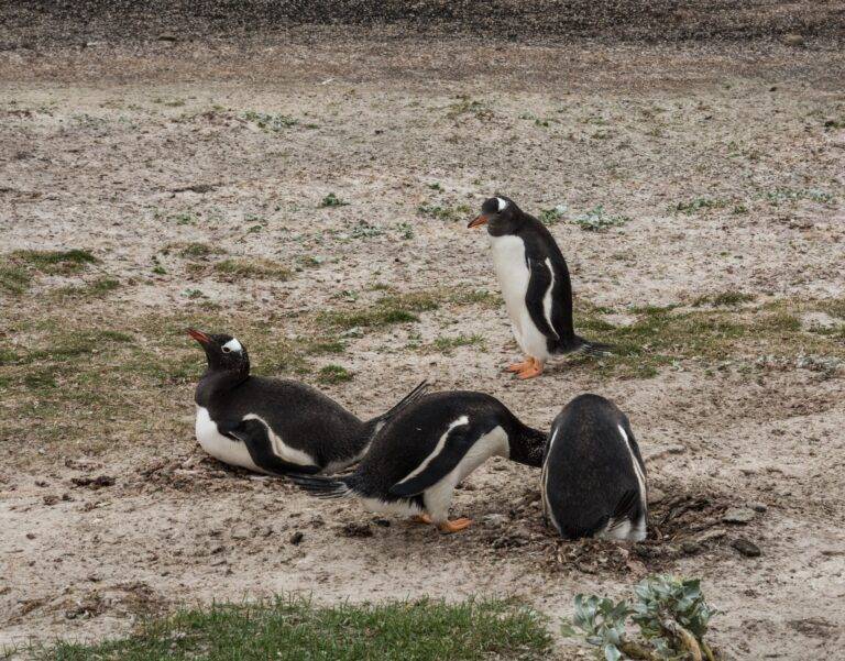 South Georgia & Falkland Islands