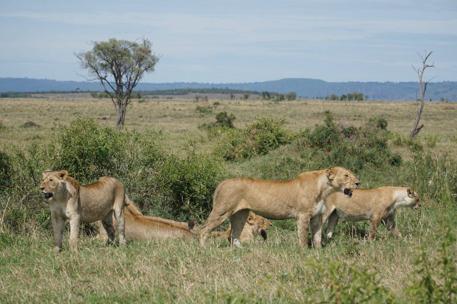 Luxury Escorted Tanzania Safari Tours