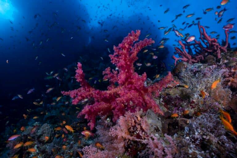 Egyptian Red Sea