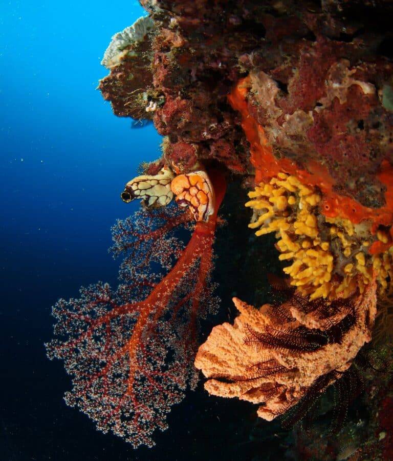 Walindi Plantation Resort